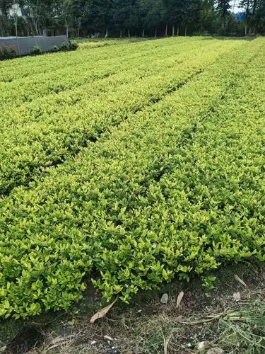 夜晚可以练的篮球运动器材
